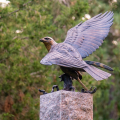 Great Black Hawk photo