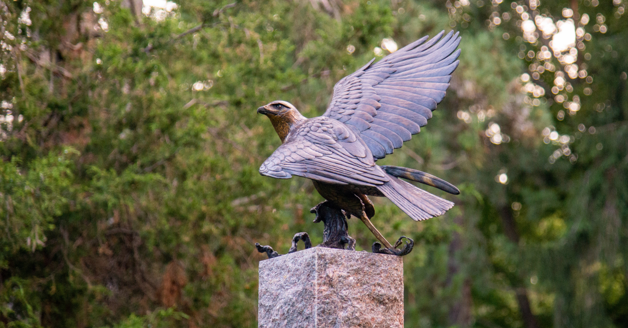 Great Black Hawk photo