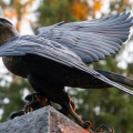 Great Black Hawk photo