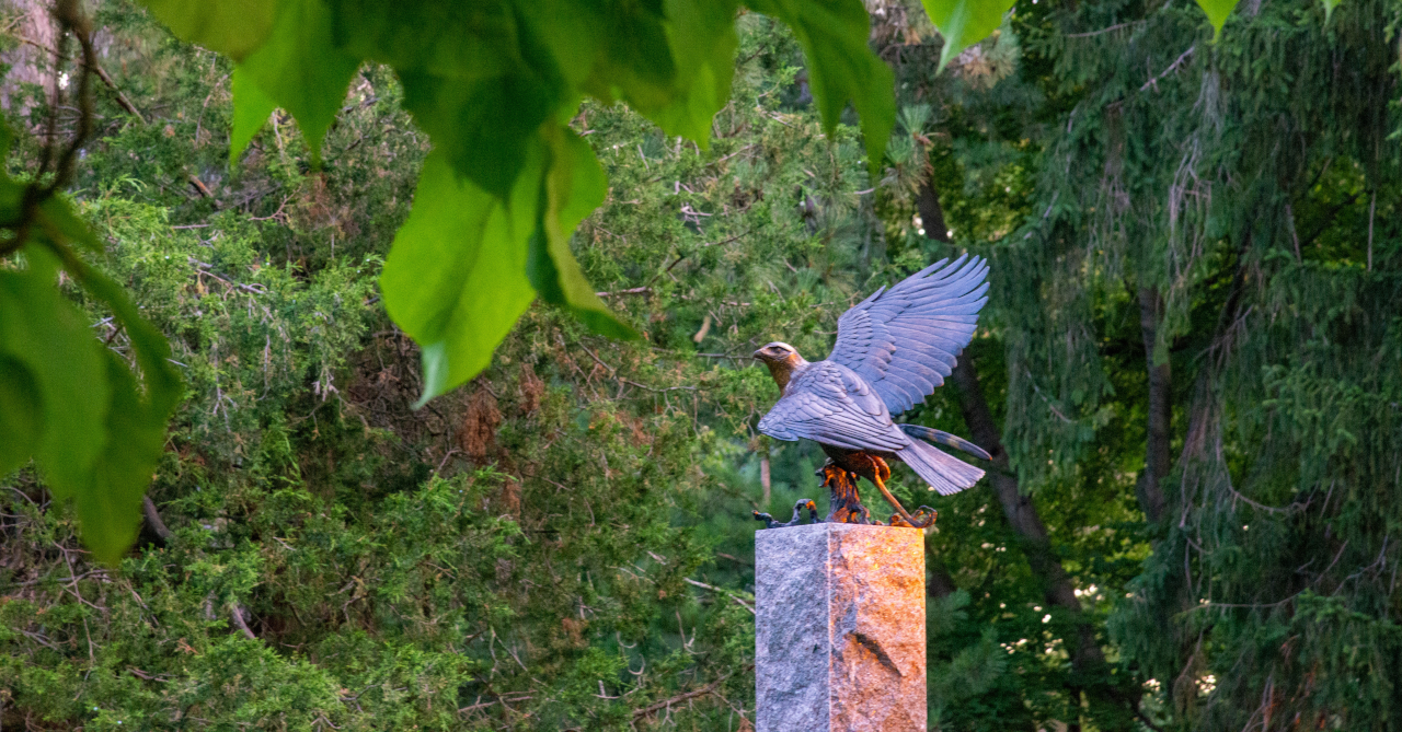 Great Black Hawk photo